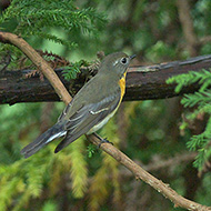 femmina, novembre - <a href=https://commons.wikimedia.org/wiki/File:Mugimaki_Flycatcher_0804.jpg target=CC><font color=white>[photo credits]</font></a>