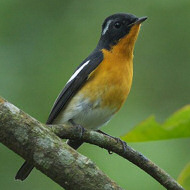 maschio, novembre - <a href=https://commons.wikimedia.org/wiki/File:Mugimaki_Flycatcher_0846.jpg target=CC><font color=white>[photo credits]</font></a>