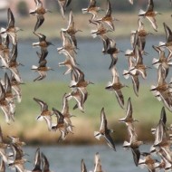 stormo in volo con piovanelli comuni, maggio