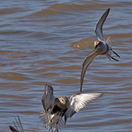 adulti in volo, aprile