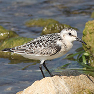 Lido Ronchi (VR), 8.09.2012