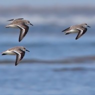 stormo in volo in abito invernale, settembre