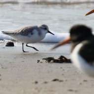 piovanello tridattilo in abito invernale con beccacce di mare, febbraio