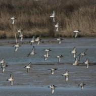 stormo in volo, marzo