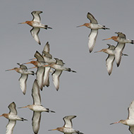 stormo in volo (con singolo combattente), marzo