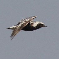individui in volo con piovanello pancianera, agosto
