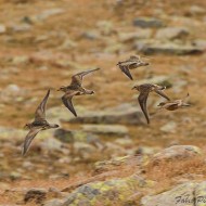 gruppetto in volo, settembre