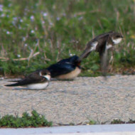 rondini con balestruccio (in alto a ds) e topini (in basso a sn), Mestre (VE), 23.03.2016