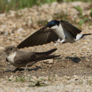 adulto (posato a sn) con balestruccio, Laghi (VI), 16.04.2019