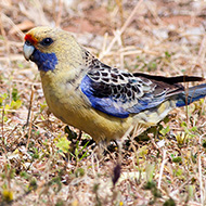 adulto ssp. <i>flaveolus</i>, ottobre - <a href=https://commons.wikimedia.org/wiki/File:Crimson_rosella_feeding_on_african_boxthorn.jpg target=CC><font color=white>[photo credits]</font></a>