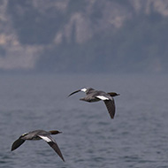femmine in volo, Lago di Garda (VR), 26.05.2018