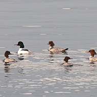 un maschio e cinque femmine, Lago di Garda (VR), 4.02.2011