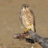 femmina, Valle Vecchia (VE), 12.04.2016