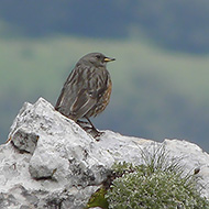 adulto in piumaggio abraso estivo, Monte Baldo (VR), 25.06.2011