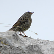 giovane, Monte Baldo (VR), 25.06.2011