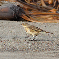 adulto, novembre - <a href=https://commons.wikimedia.org/wiki/File:Anthus_rubescens_-San_Luis_Obispo,_California,_USA-8.jpg target=CC><font color=white>[photo credits]</font></a>