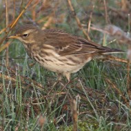 1cy(?), Sacca di Scardovari (RO), 29.10.2016