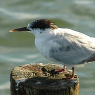 adulto in abito invernale, settembre