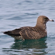 1cy, Peschiera del Garda (VR), 20.09.2014