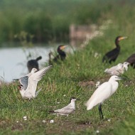 sterne zampenere con cormorani, garzetta e gabbiano comune, luglio