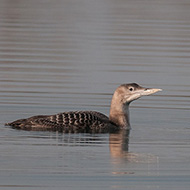 1cy, Busa Giaretta (PD), 9.02.2012