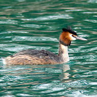 adulto in abito riproduttivo, Lago di Garda (VR), 24.03.2007