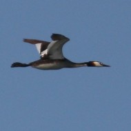 adulti in volo, giugno