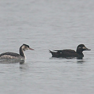 individuo con orco marino, Laguna del Mort (VE), dicembre