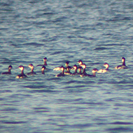 gruppo in abito invernale, Lago di Garda (VR), 8.12.2002