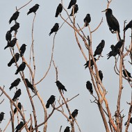 <i>roost</i> diurno, con cormorani, dicembre