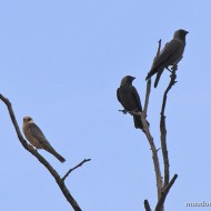 adulti con falco cuculo, maggio