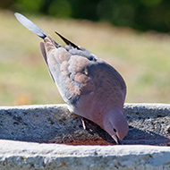 adulto, settembre