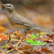 femmina, febbraio - <a href=https://commons.wikimedia.org/wiki/File:Eyebrowed_Thrush.jpg target=CC><font color=white>[photo credits]</font></a>