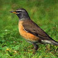 maschio, aprile - <a href=https://commons.wikimedia.org/wiki/File:Eyebrowed_Thrush.jpg target=CC><font color=white>[photo credits]</font></a>