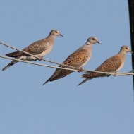 adulto e giovani con gruccione, Vallesina (VE), 6.08.2014