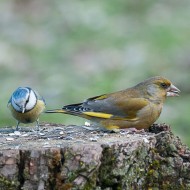 verdone con cinciarella, febbraio