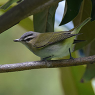 adulto, settembre - <a href=https://commons.wikimedia.org/wiki/File:Red-eyed_Vireo_(28972260064).jpg?uselang=it target=CC><font color=white>[photo credits]</font></a>