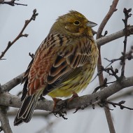 femmina(?) in abito invernale, gennaio