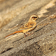 femmina, novembre - <a href=https://commons.wikimedia.org/wiki/File:Female_Emberiza_cioides_Japan.jpg target=CC><font color=white>[photo credits]</font></a>