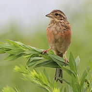 giovane, settembre - <a href=https://commons.wikimedia.org/wiki/File:Emberiza_cioides_young.JPG target=CC><font color=white>[photo credits]</font></a>