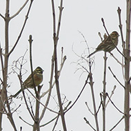 coppia, Lido di Venezia, 18.01.2013