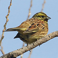 zigolo nero (in alto) con zigolo giallo, Belfiore (VR), 5.03.2019