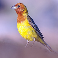 maschio, luglio - <a href=https://commons.wikimedia.org/wiki/File:Emberiza_bruniceps_(Jn_Svetl%C3%ADk).jpg target=CC><font color=white>[photo credits]</font></a>