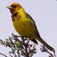 maschio, maggio - <a href=https://commons.wikimedia.org/wiki/File:Emberiza_bruniceps_-Tanbaly,_Kazakhstan-8_(cropped).jpg target=CC><font color=white>[photo credits]</font></a>