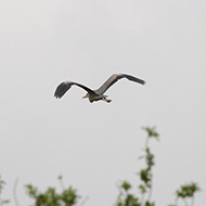 aironi cenerini in volo, Palude del Brus� e Vallette (VR), 4.05.2013