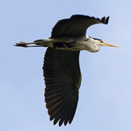 adulto in volo, Palude del Brus� e Vallette (VR), 4.05.2013