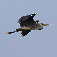 immaturo in volo, Palude del Brus� e Vallette (VR), 4.05.2013