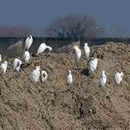 gruppo, Isola della Scala (VR), 9.03.2014