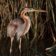 adulto, Valle Paliaga (VE), 17.07.2010