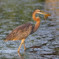 giovane, Vallesina (VE), 21.04.2010